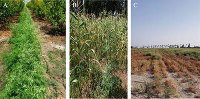 Variation in seed properties and germination capabilities among populations of the invasive weed Parthenium hysterophorus L. (Asteraceae)